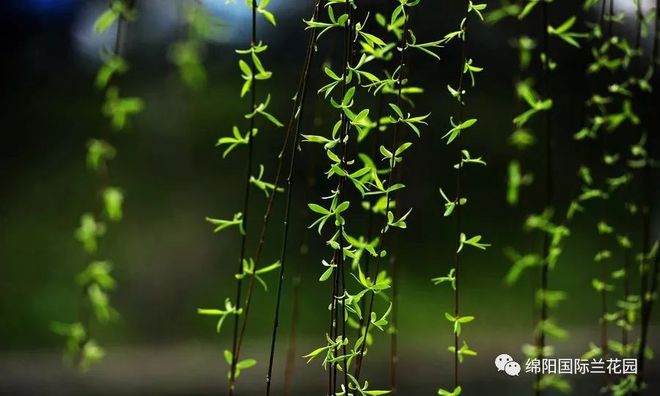 草柳新篇，美好时光1024启航