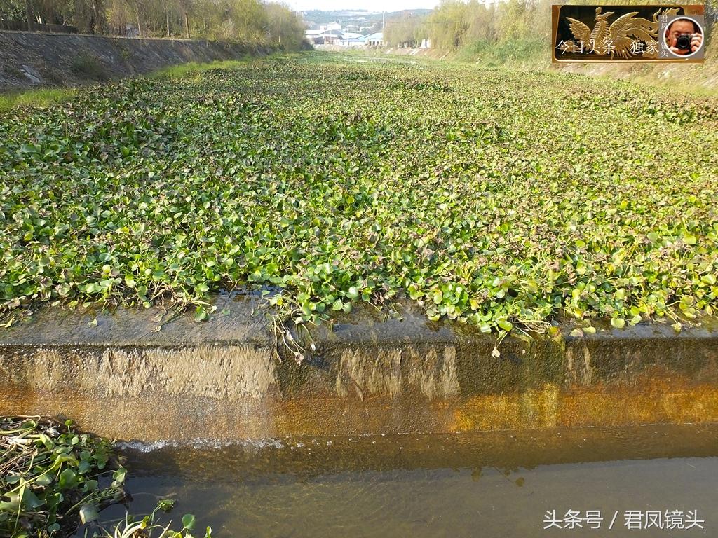 湖北今日生猪市场价格行情