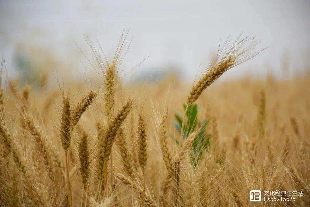 麦香四溢，尽享最新麦名风采