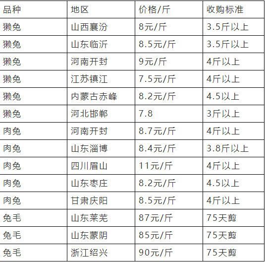 山东地区獭兔市场最新行情一览：价格走势解析