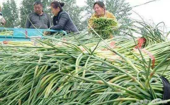 今日蒜苔市价动态：实时行情一览