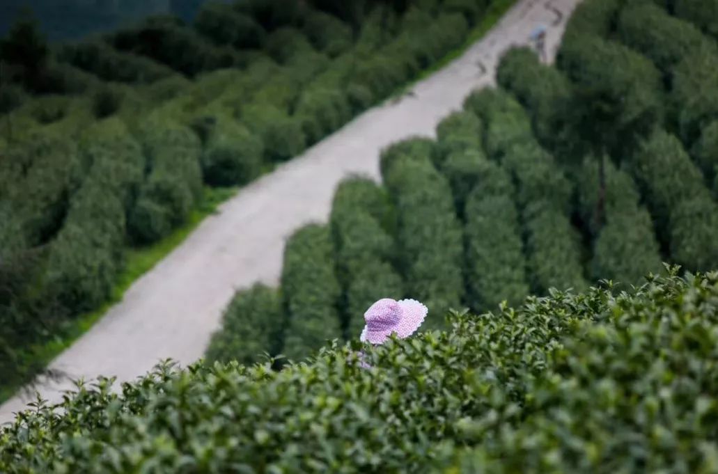 绿意盎然，青青草成为华人网络社区最新焦点